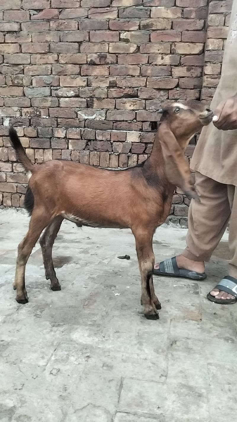 bakra 1