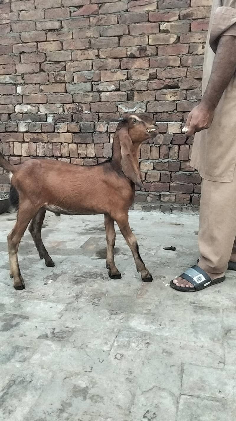 bakra 2