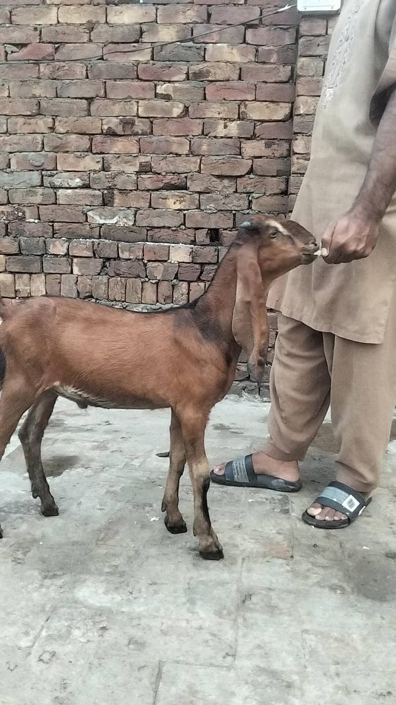 bakra 3