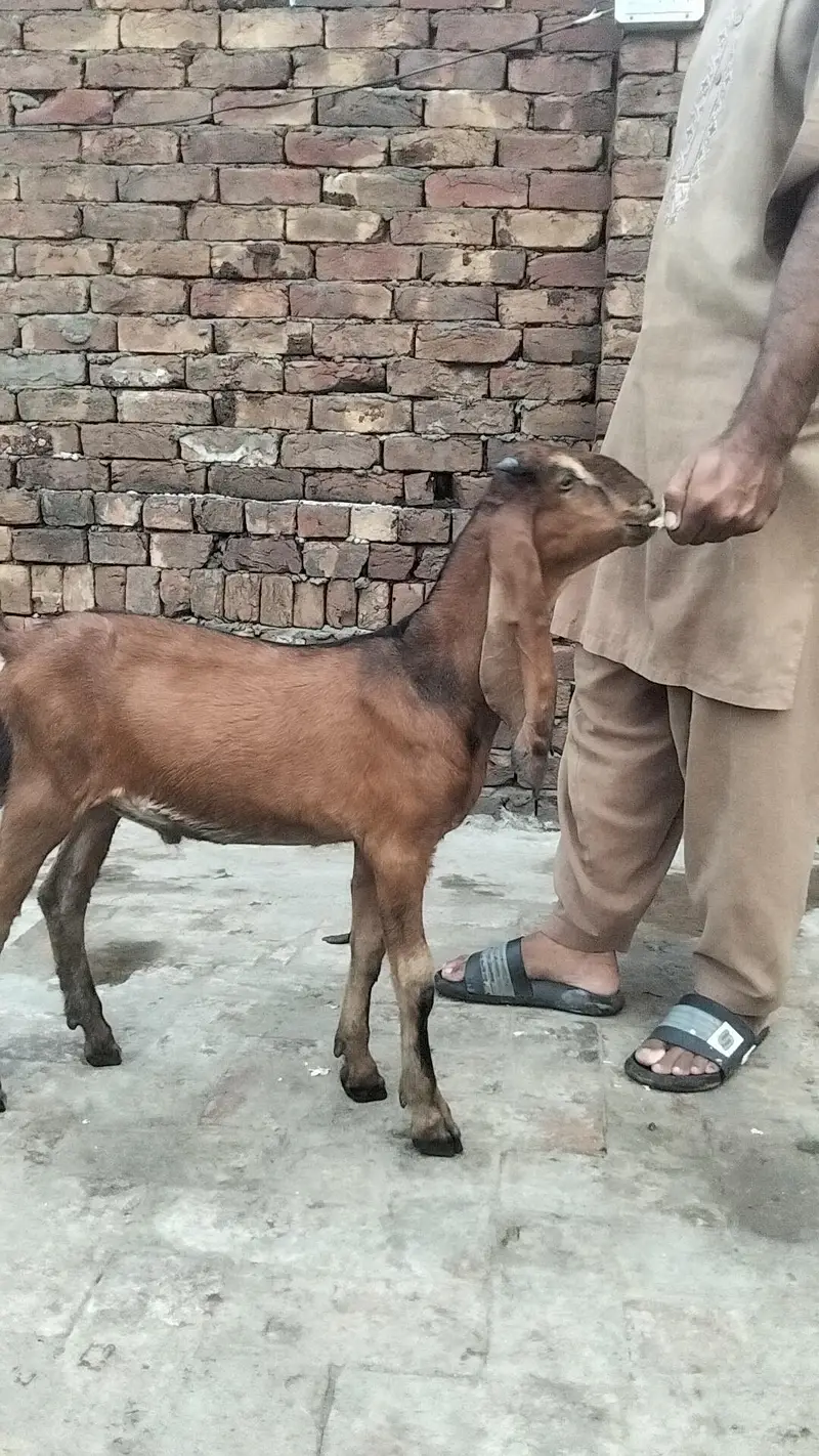 bakra — photo 4