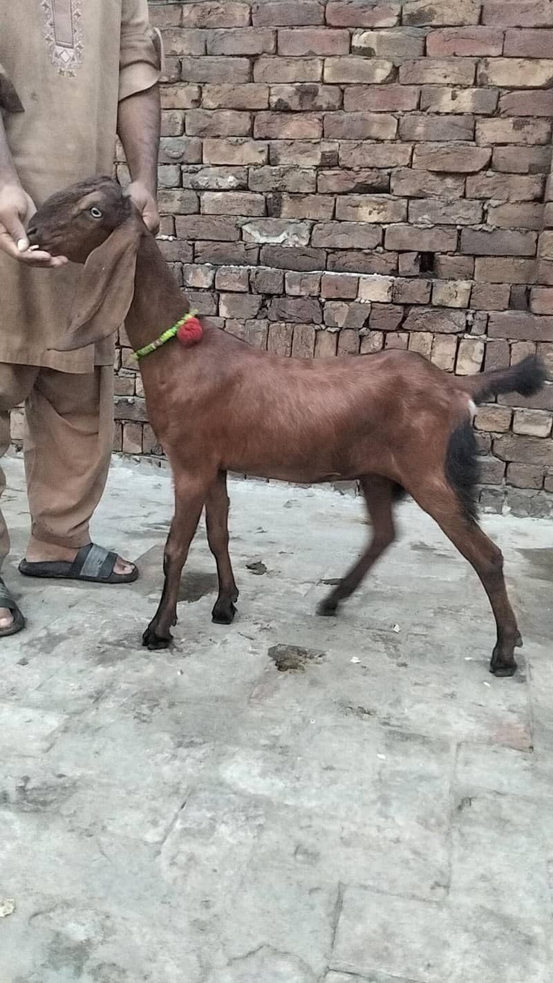 bakra 4