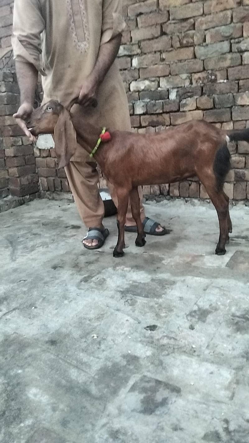 bakra 5