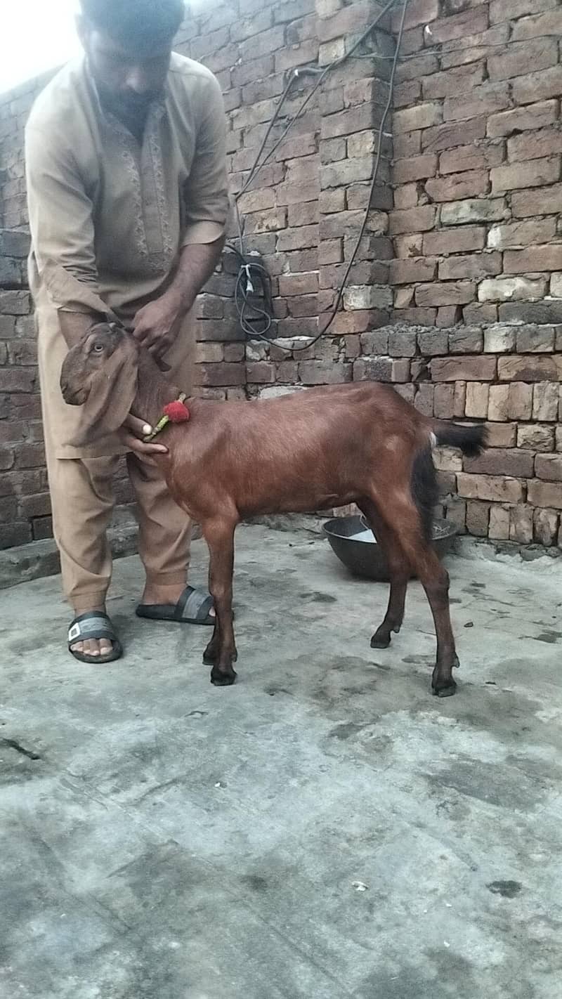 bakra 6