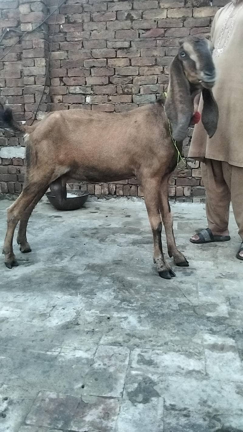 bakra 7
