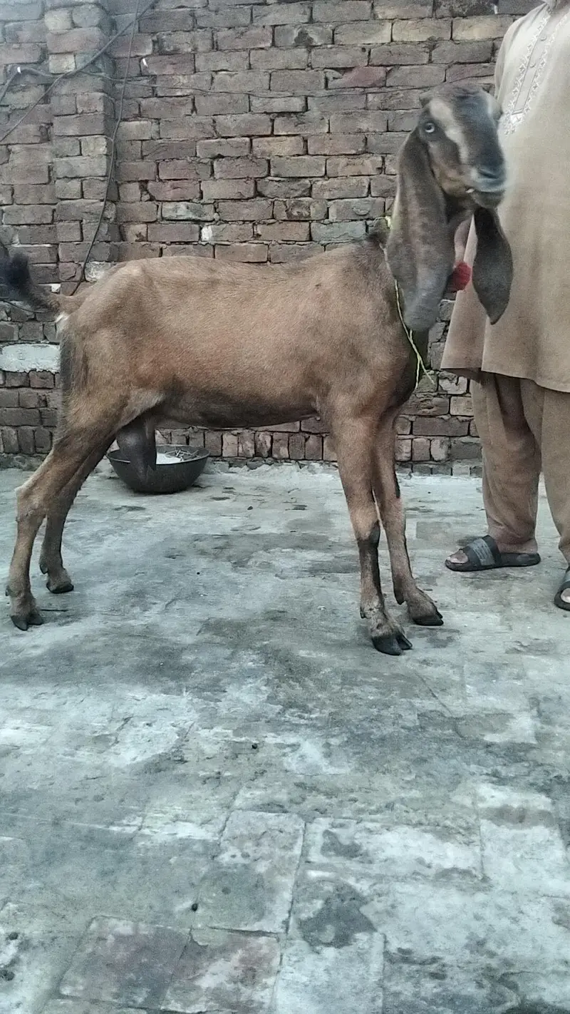 bakra — photo 8