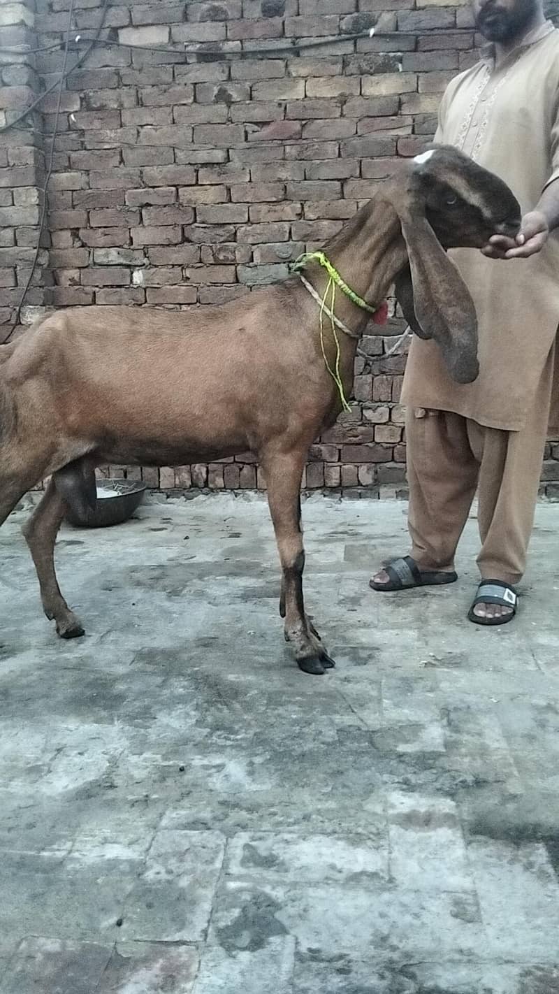 bakra 8