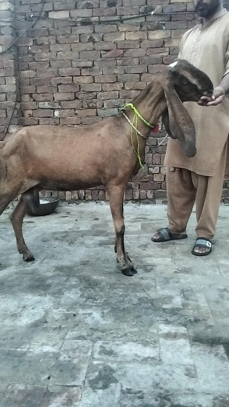 bakra — photo 9