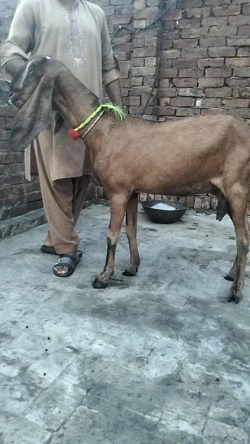 bakra — photo 10