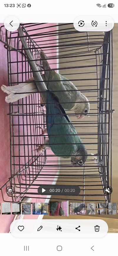 2 breeder pair for sale multan cargo available