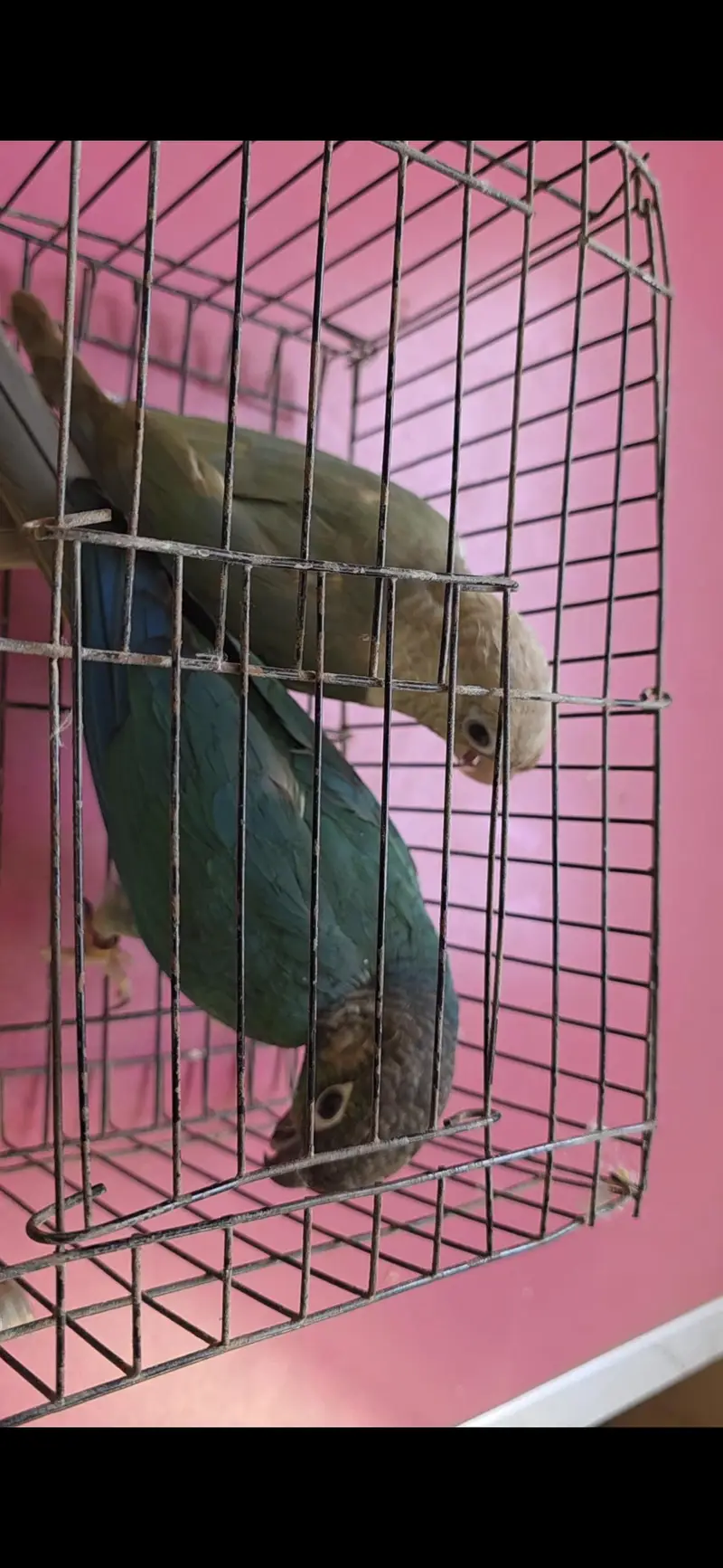 2 breeder pair for sale multan cargo available — photo 2