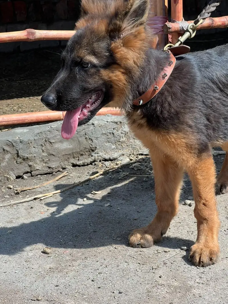 GSD Age3/3.5 month — photo 2