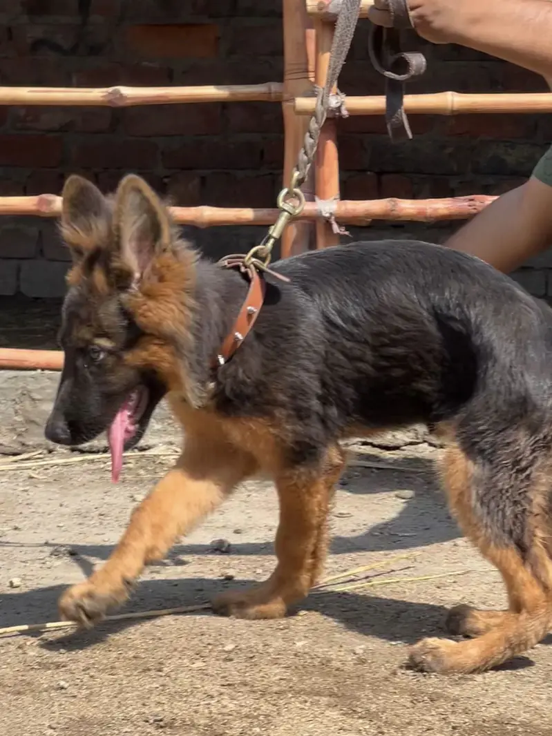 GSD Age3/3.5 month — photo 3