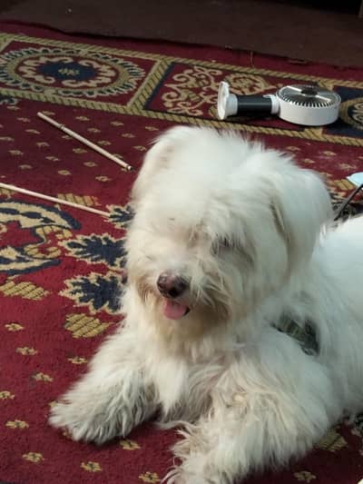 dog for sale