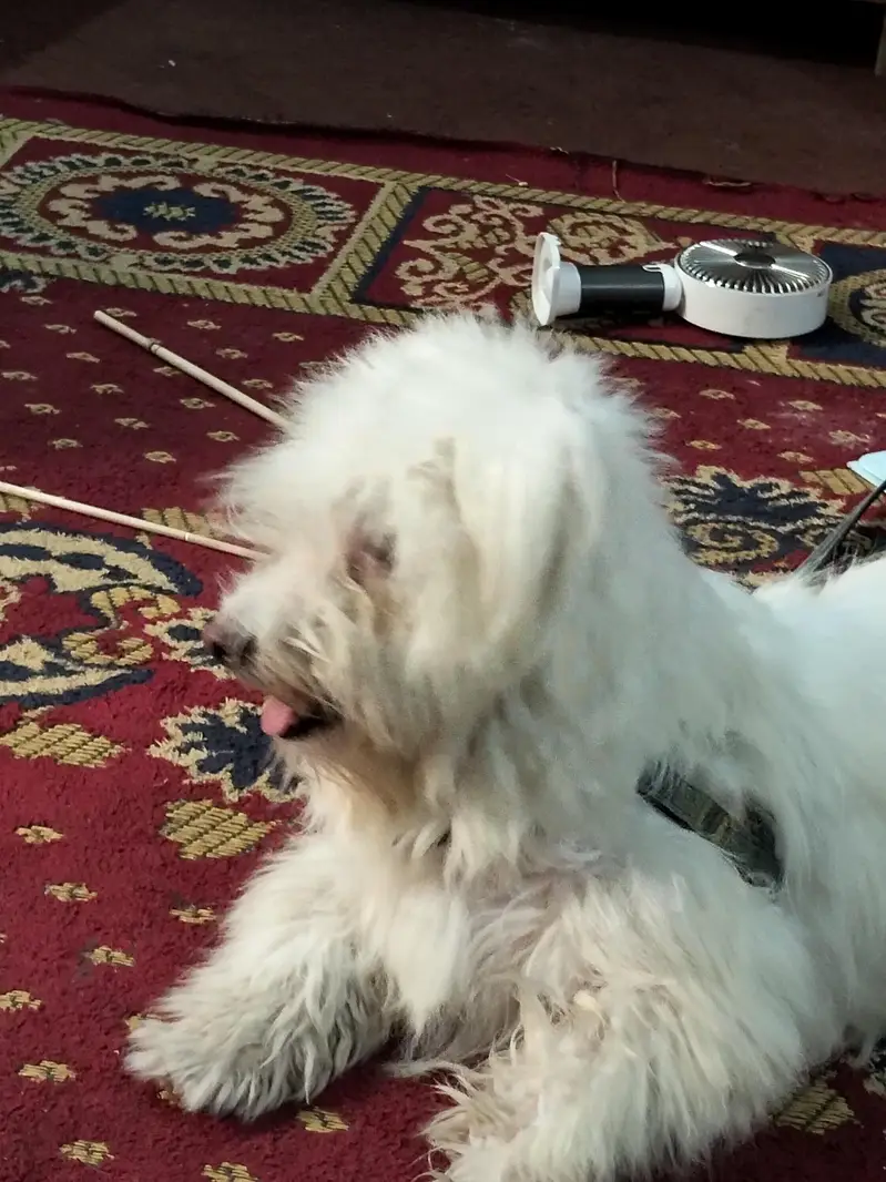dog for sale — photo 2