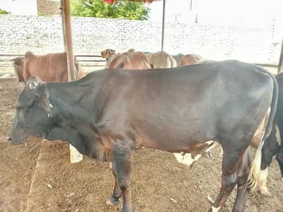 slaughter animals for sale