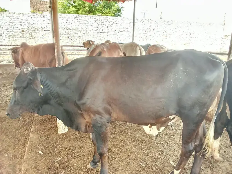 slaughter animals for sale
