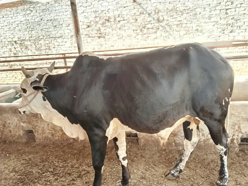 slaughter animals for sale — photo 2