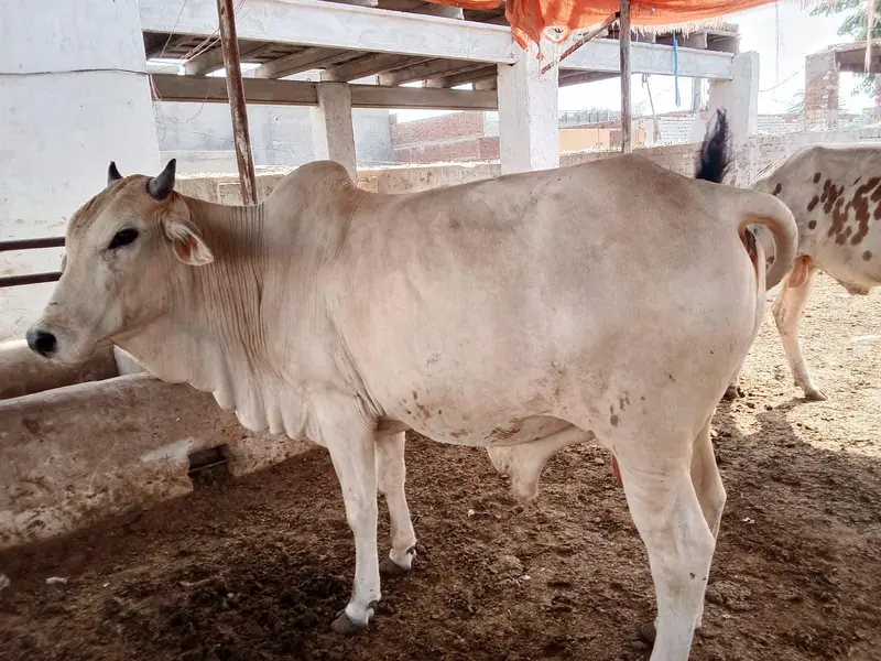 slaughter animals for sale — photo 7