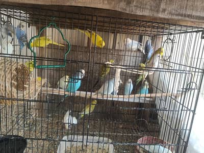 10 to 15 pairs for sale all breeder pairs