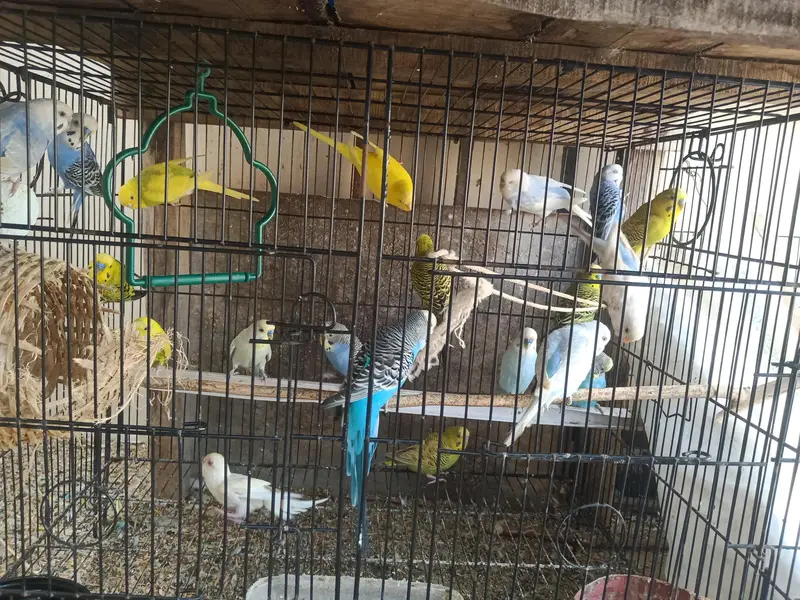 10 to 15 pairs for sale all breeder pairs — photo 2