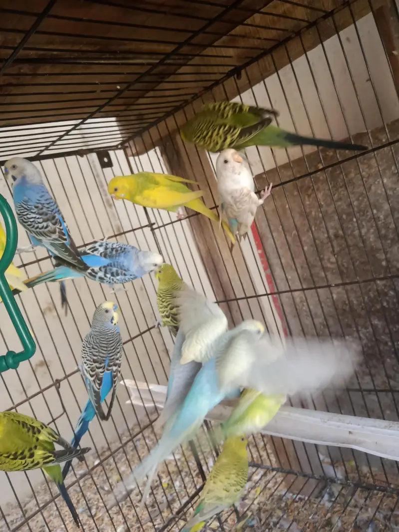 10 to 15 pairs for sale all breeder pairs — photo 3