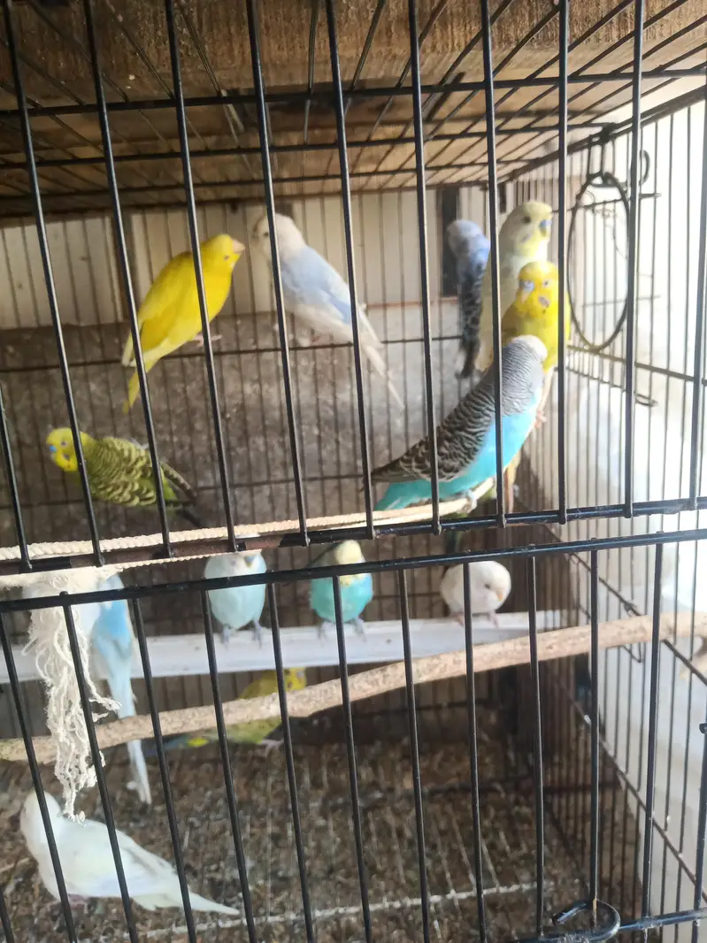 10 to 15 pairs for sale all breeder pairs — photo 4