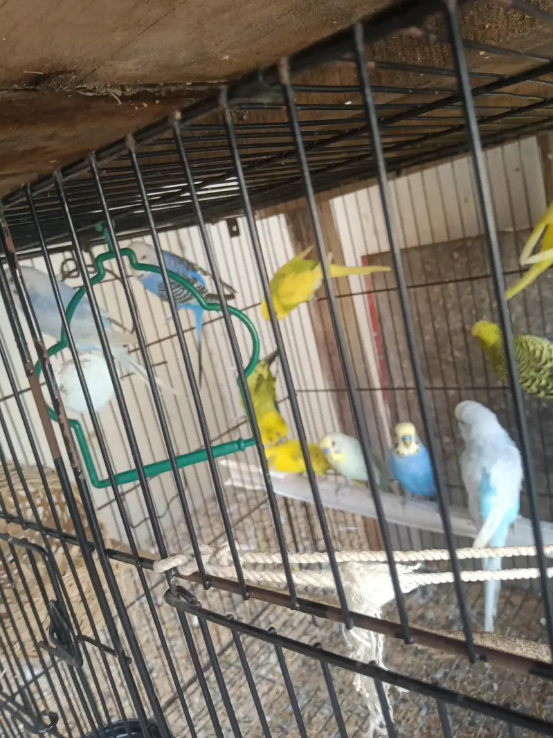 10 to 15 pairs for sale all breeder pairs — photo 5