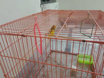 budgies_healthy_Male.
