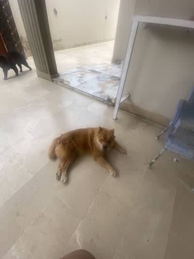 Chow chow name Bella