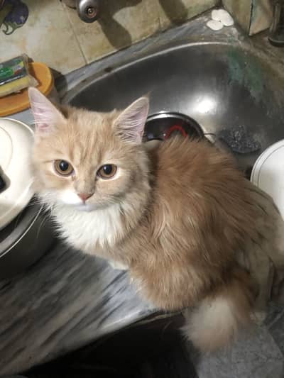 Brown with white touch cat