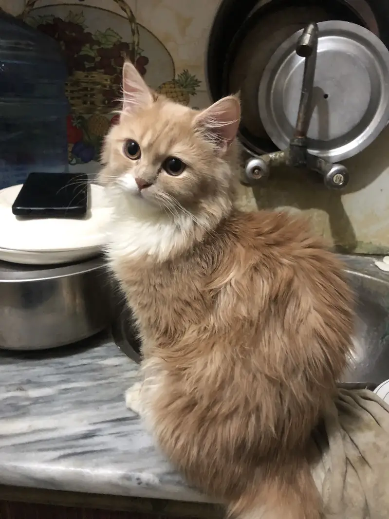 Brown with white touch cat — photo 2