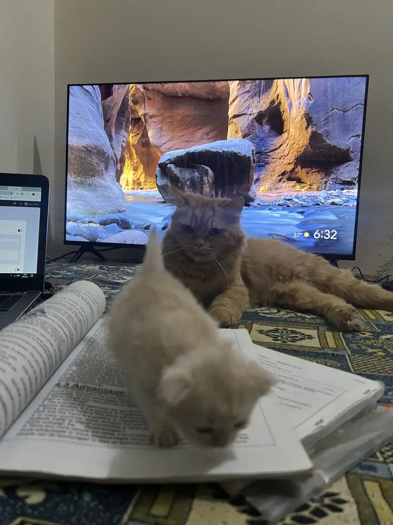 persian cats — photo 2