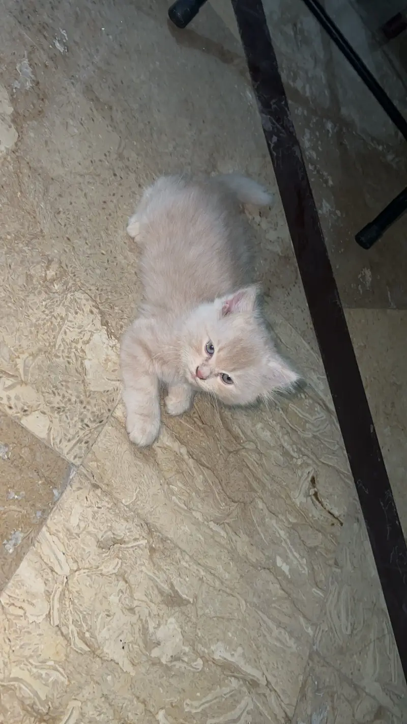 persian cats — photo 3