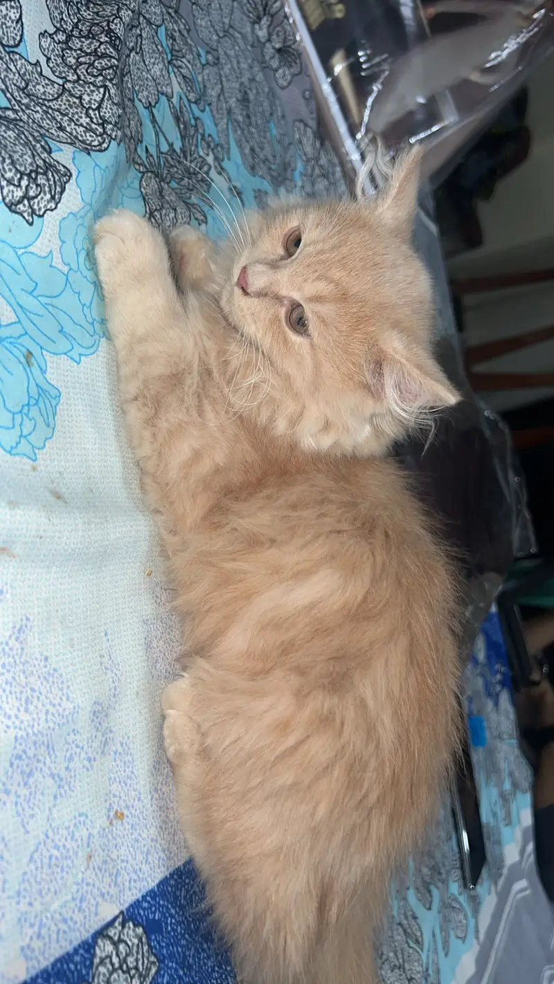 persian cats — photo 4
