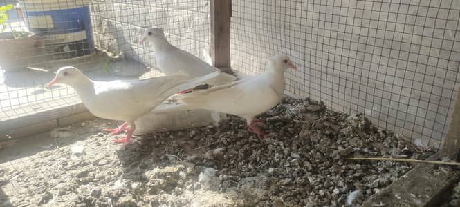 White Dove breader pairs