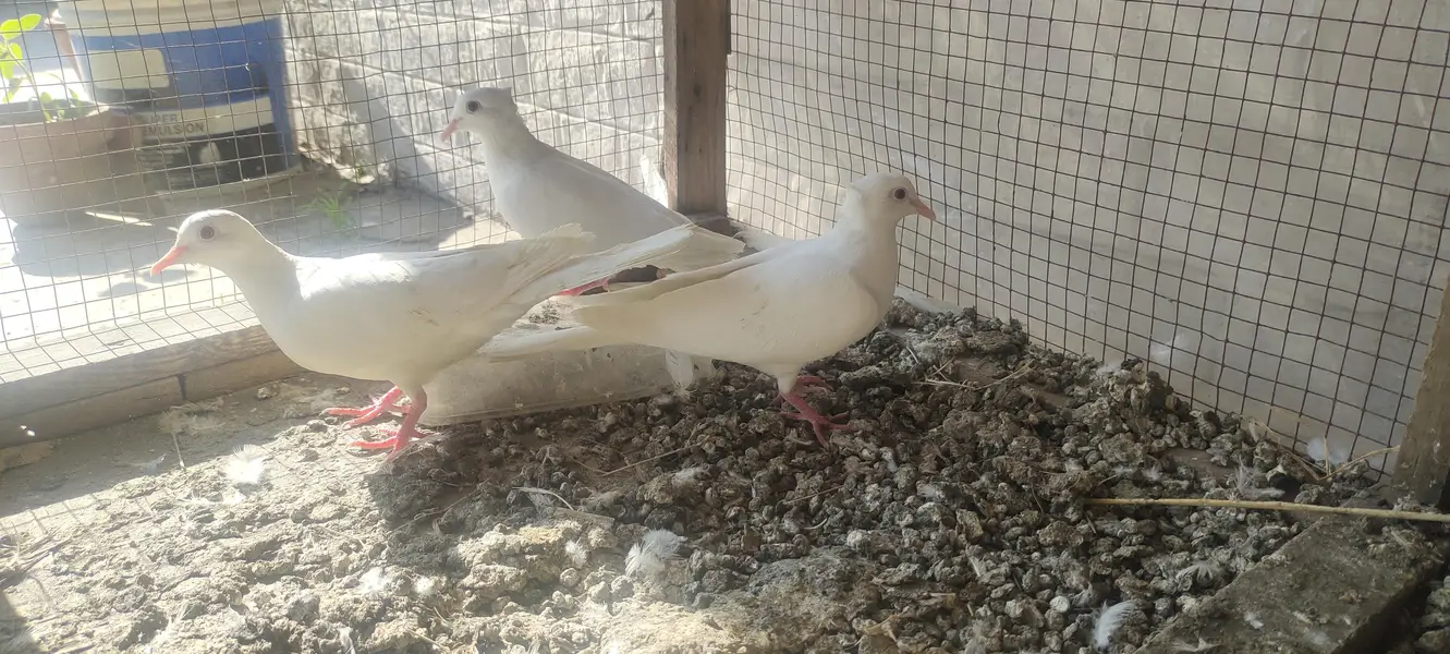 White Dove breader pairs