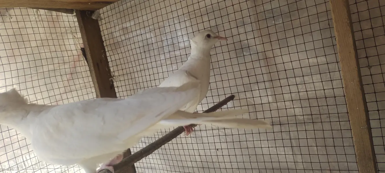 White Dove breader pairs — photo 2