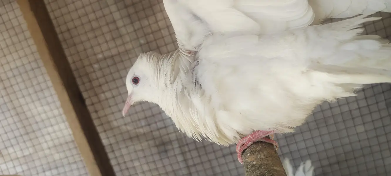 White Dove breader pairs — photo 3