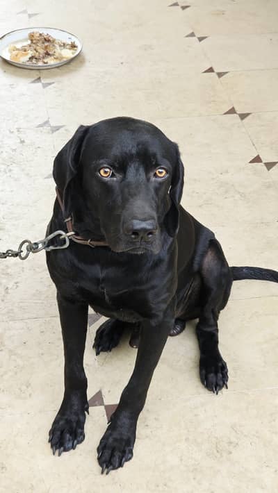Healthy & Active Black Labrador for Sale - 16 Months, Fully Vaccinated