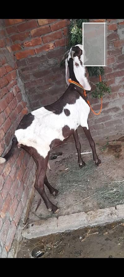 dasi bital bakri gaban