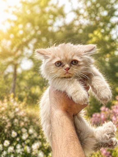 Semi Punch Face Kitten