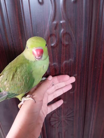ring nick|hand tame|zero bite|