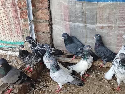 baby pigeon for sale