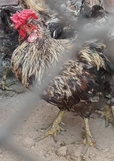 Rare 6 Nali / 6 Finger Wala Desi Aseel Murga - Panj Panja - For Sale
