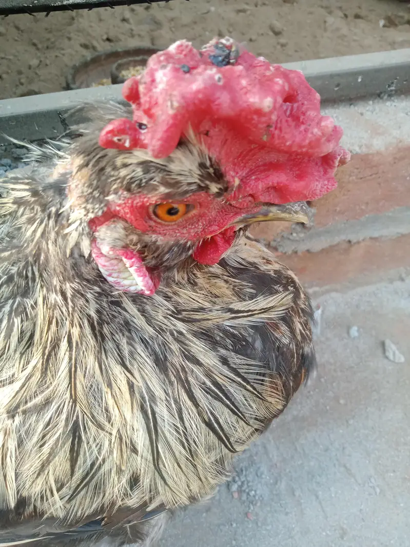 Rare 6 Nali / 6 Finger Wala Desi Aseel Murga - Panj Panja - For Sale — photo 2