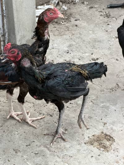 Aseel murga Aseel roaster Thai