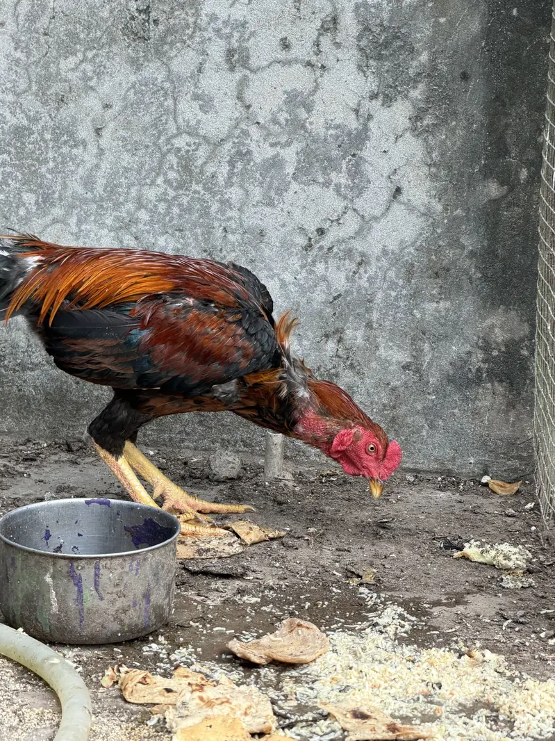 Aseel murga Aseel roaster Thai — photo 2
