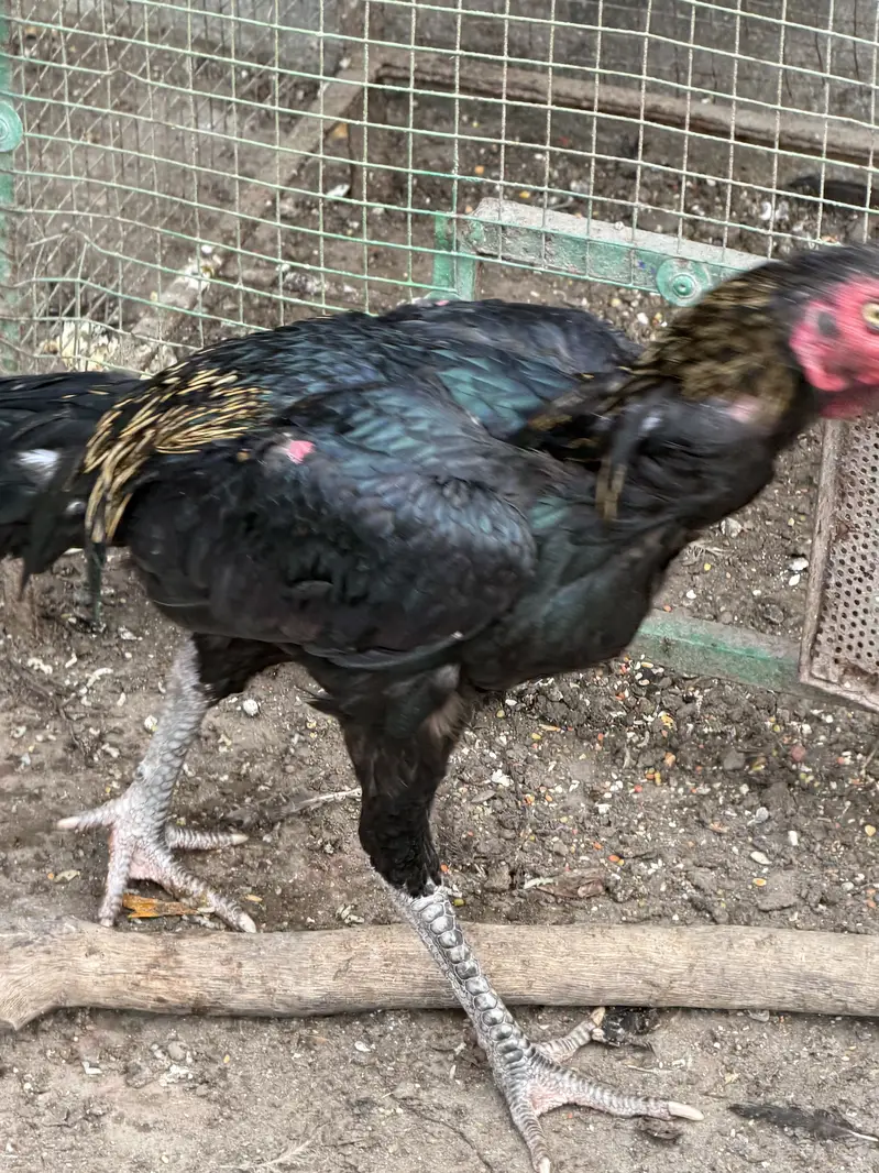 Aseel murga Aseel roaster Thai — photo 3