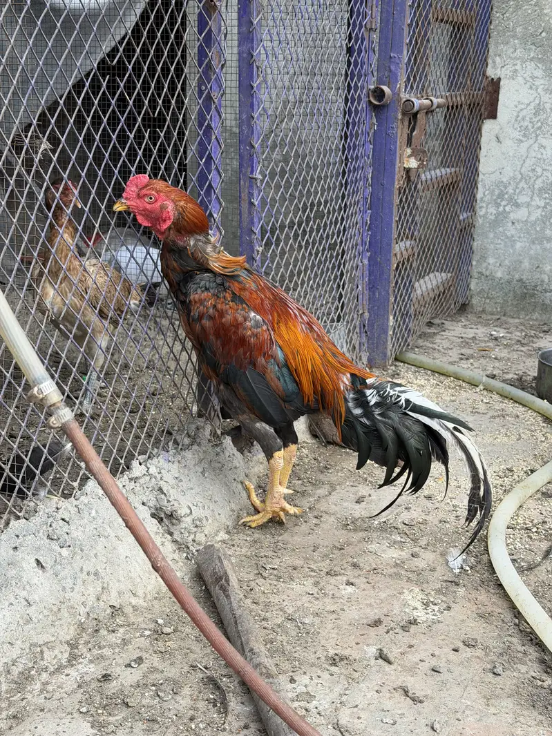 Aseel murga Aseel roaster Thai — photo 5