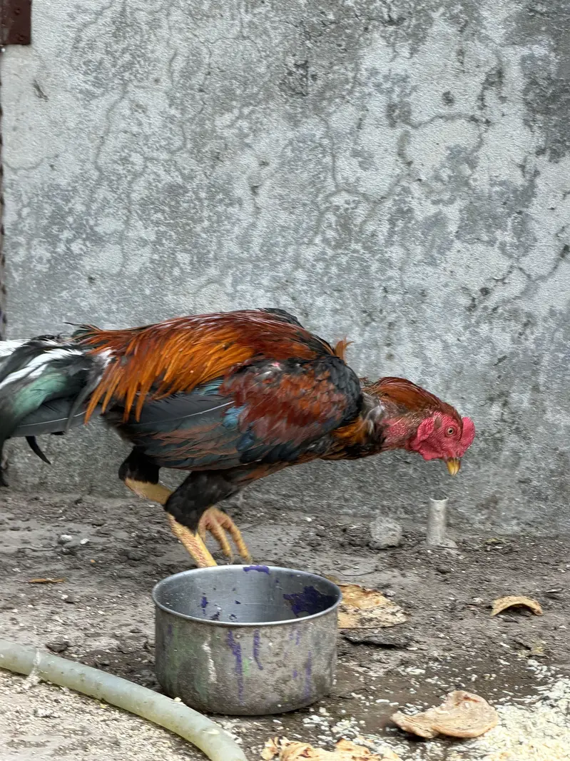 Aseel murga Aseel roaster Thai — photo 7